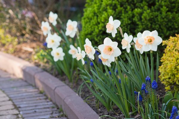 Yard Border Installation Service