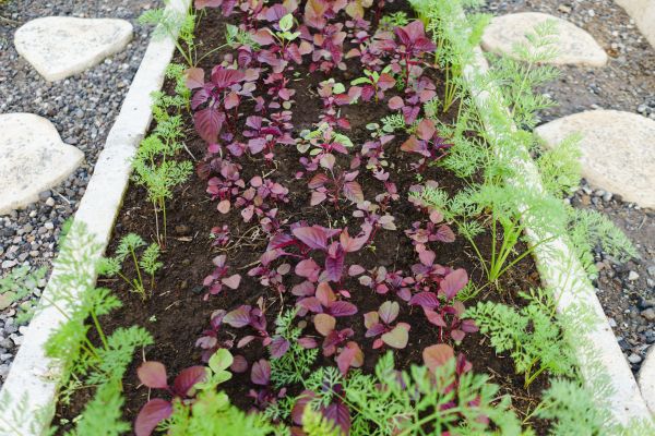 Flowerbed Edging Installation Service